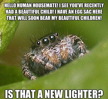 Misunderstood House Spider 4