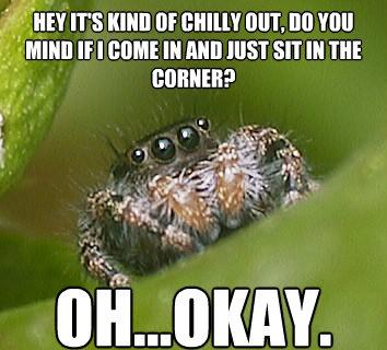 Misunderstood House Spider 5