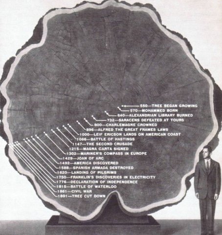 Lifespan of a Tree