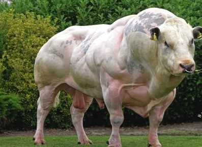 A cow born without the protein Myostatin which allowed for unrestricted muscle growth