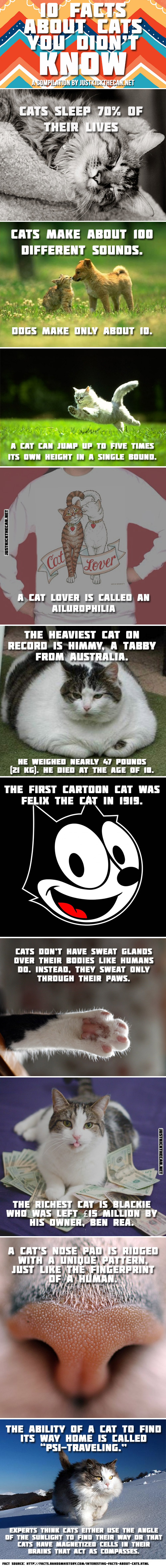 Cool facts about cats that you didn't know...