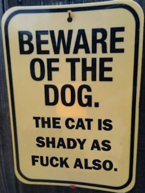 I'd beware of the cat if i were you