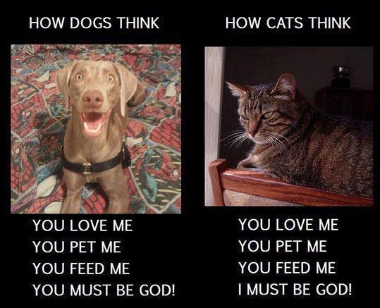 Dog/Cat