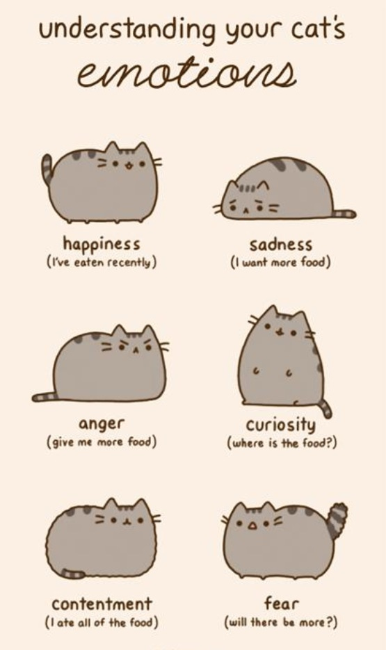 Understanding your cat's emotions...