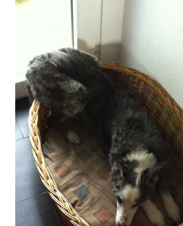 That moment when you relize: your dog is retarded...