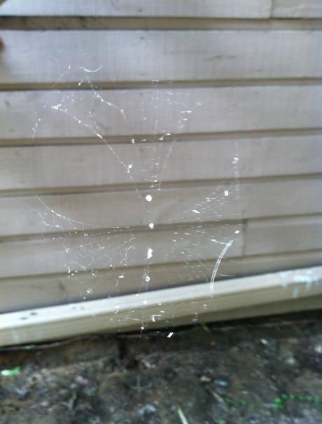 Awesome spiderweb!