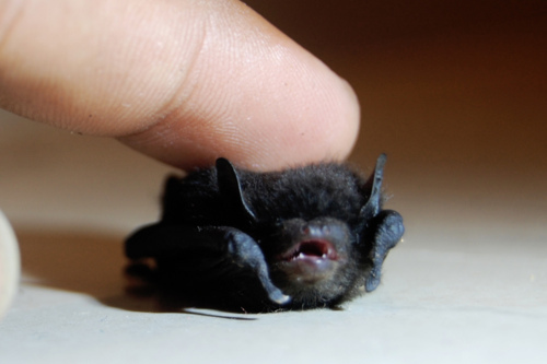 No! Stop touching me! I AM THE NIGHT!