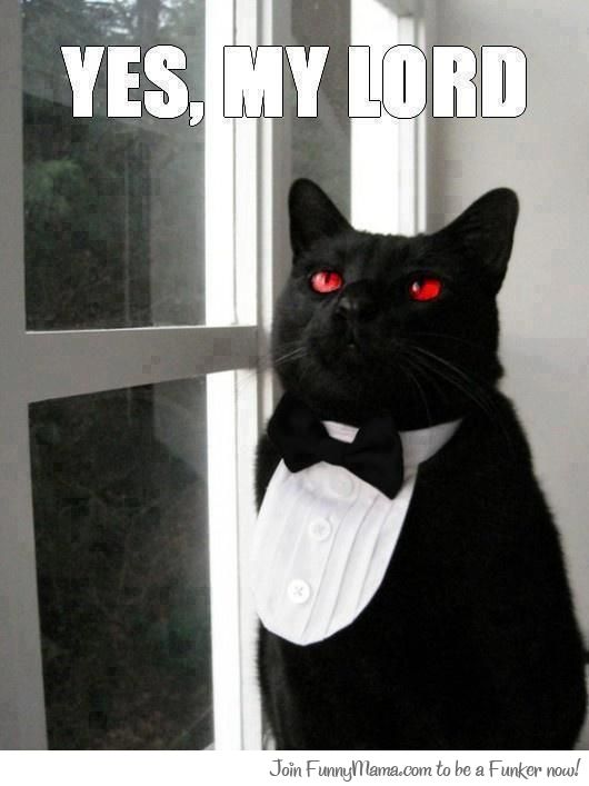 cat black butler anime cosplay