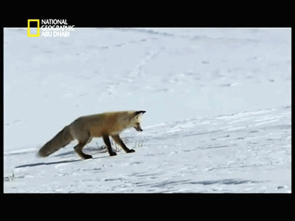 Where this fox is trying to go?