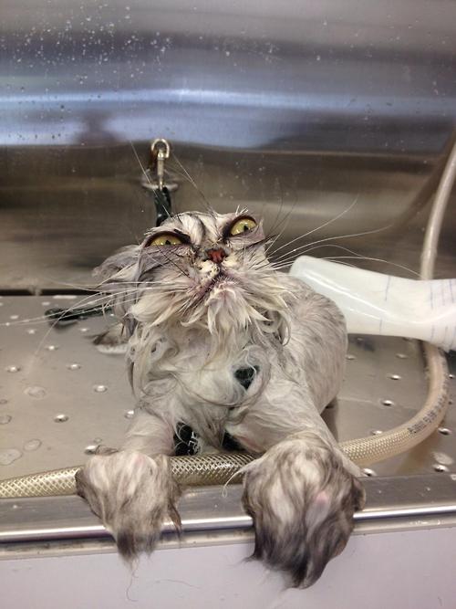 Note to Self: Cats Do Not Like Water