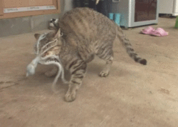 Pussy gets raped by tentacle monster.