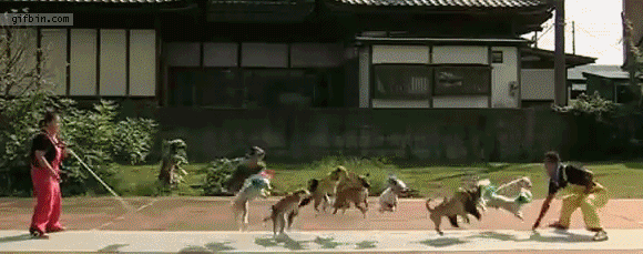 Dog whisperer