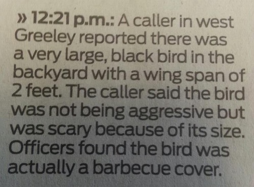 Hello, 911, what is your emergency? This ***ing bird, man! Oh! Wait. NVM.