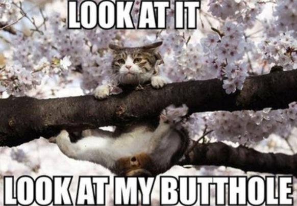be aware of mooning cat