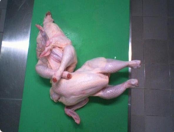 ufc - ultimate fighting chickens