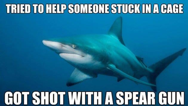 Misunderstood shark, no wait, he's dead. rip