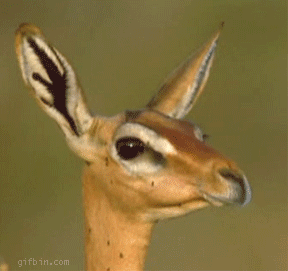 How it feels to chew 5 Gum