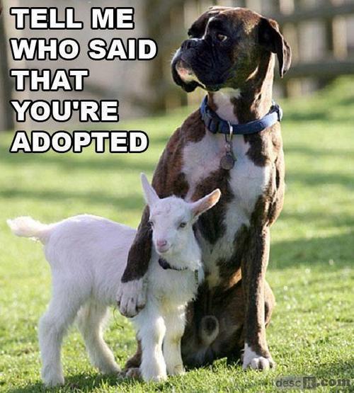 Cute but funny