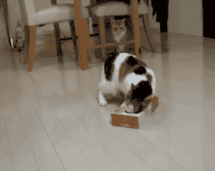 If it fits it si... the fck ... fckfckfckfck