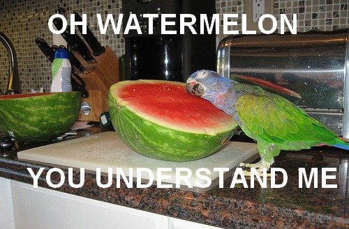 Oh Watermelon..