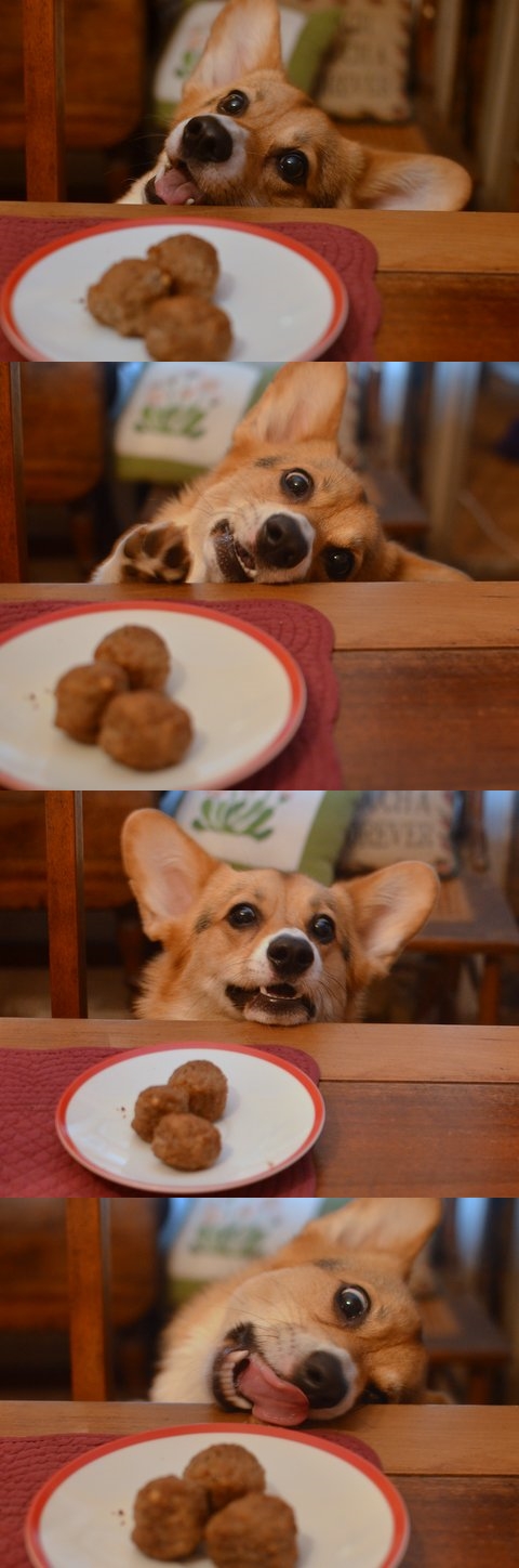Are those meatballs for me? They must be for me since I’m the only starving corgi in this house.