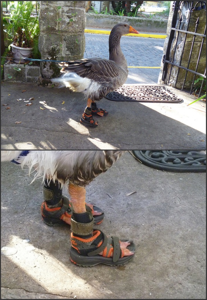without socks