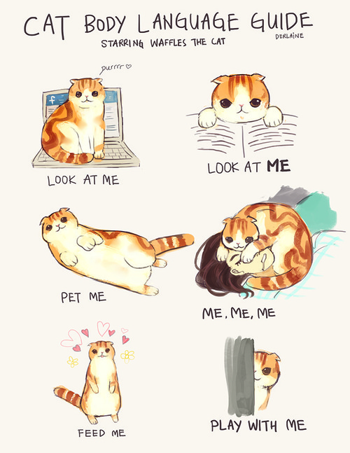 cat body language guide