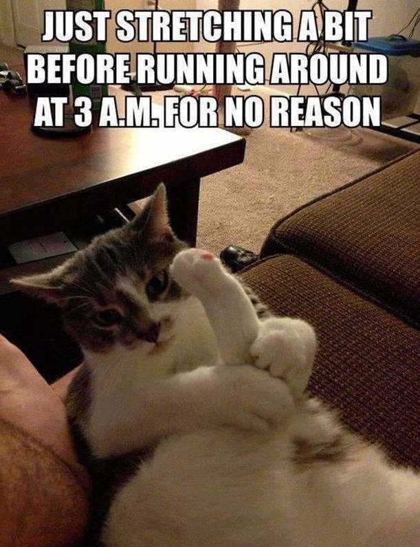 scumbag kitty