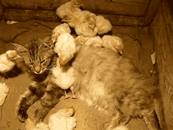 Chicks on pussy