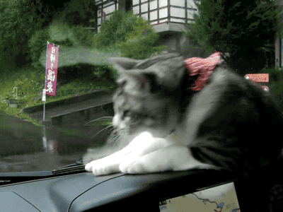 Never Take a cat for a ride when it rains...