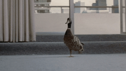 Not a pinguin, but still awkward