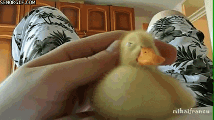 just rubbing my quacker