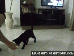 I forgot how to cat!