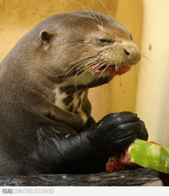 Never Give An Otter a Watermelon