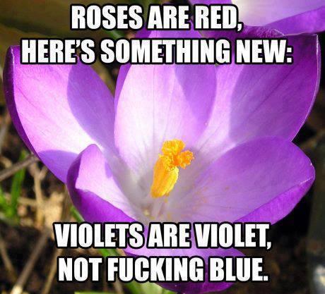 This is a picture of Crocus though...