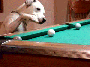 This dog plays better pool than i do