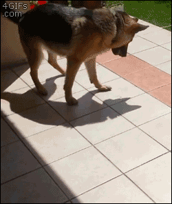 Dog tries to play with shadow