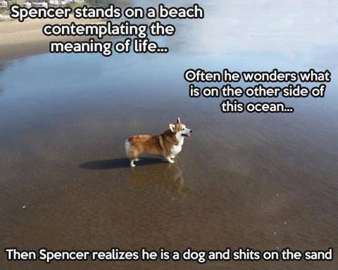 Spencer the dog
