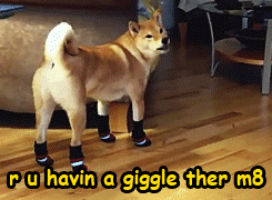 I could'nt stop laughing