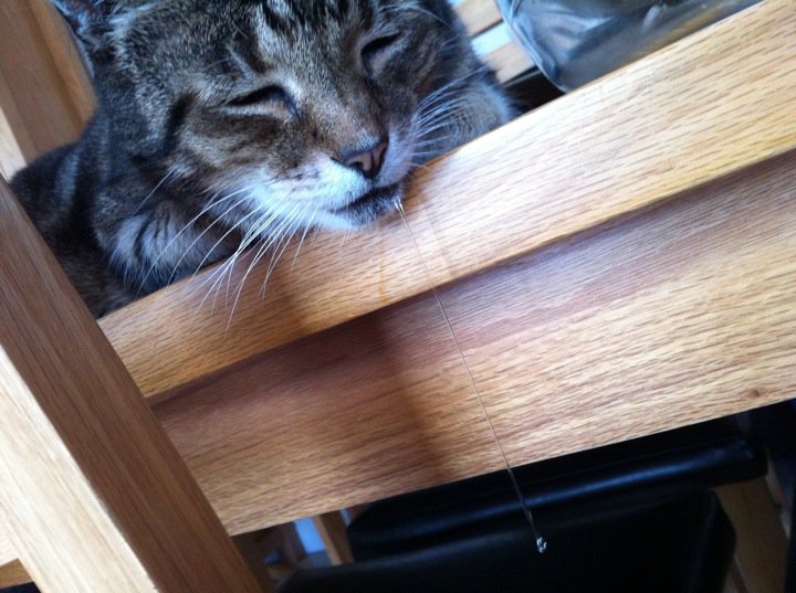 It must have been dreaming of something delicious