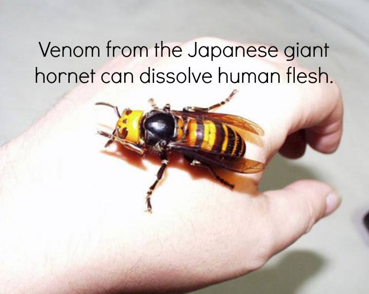 just a big nope