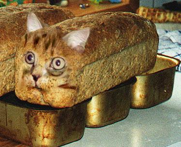The Bread-Cat