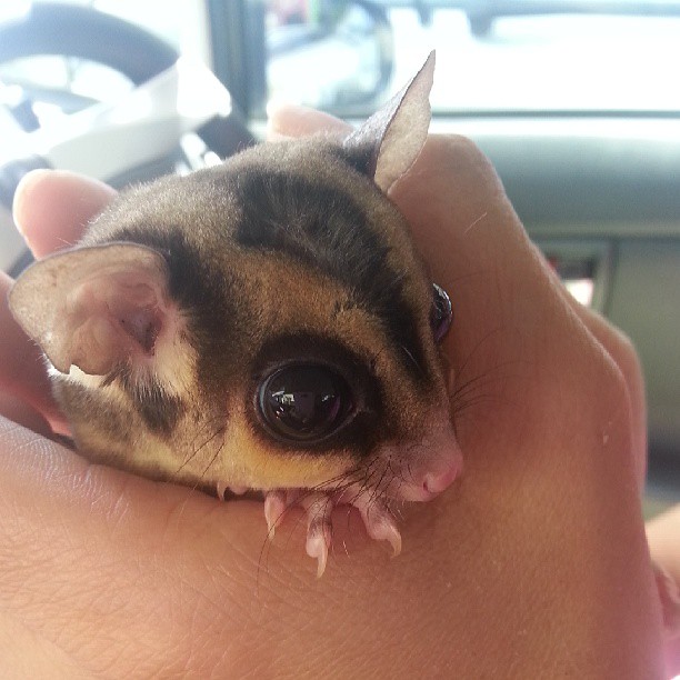 My little Sugarglider!