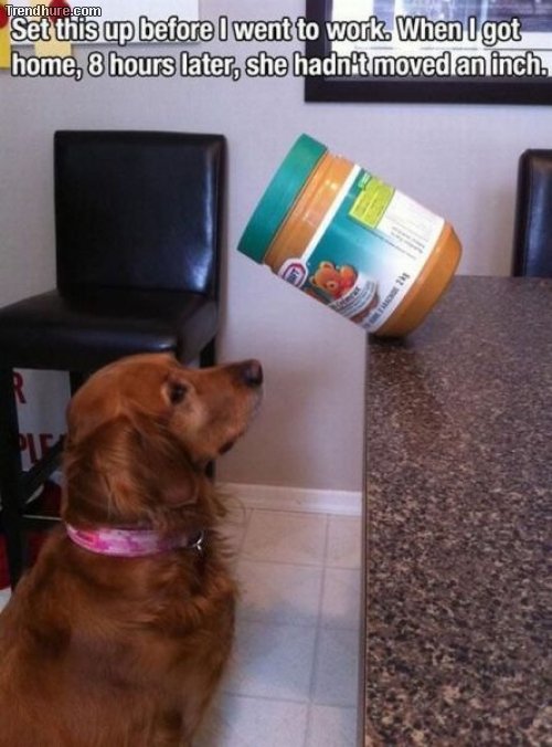 how to control your dog.