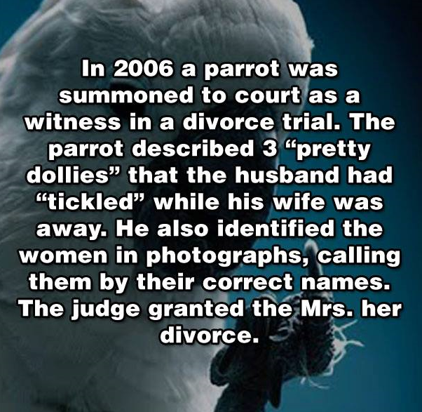 Owned by a Parrot.