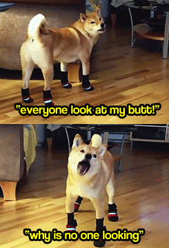 This dog, knows some magic tricks :O