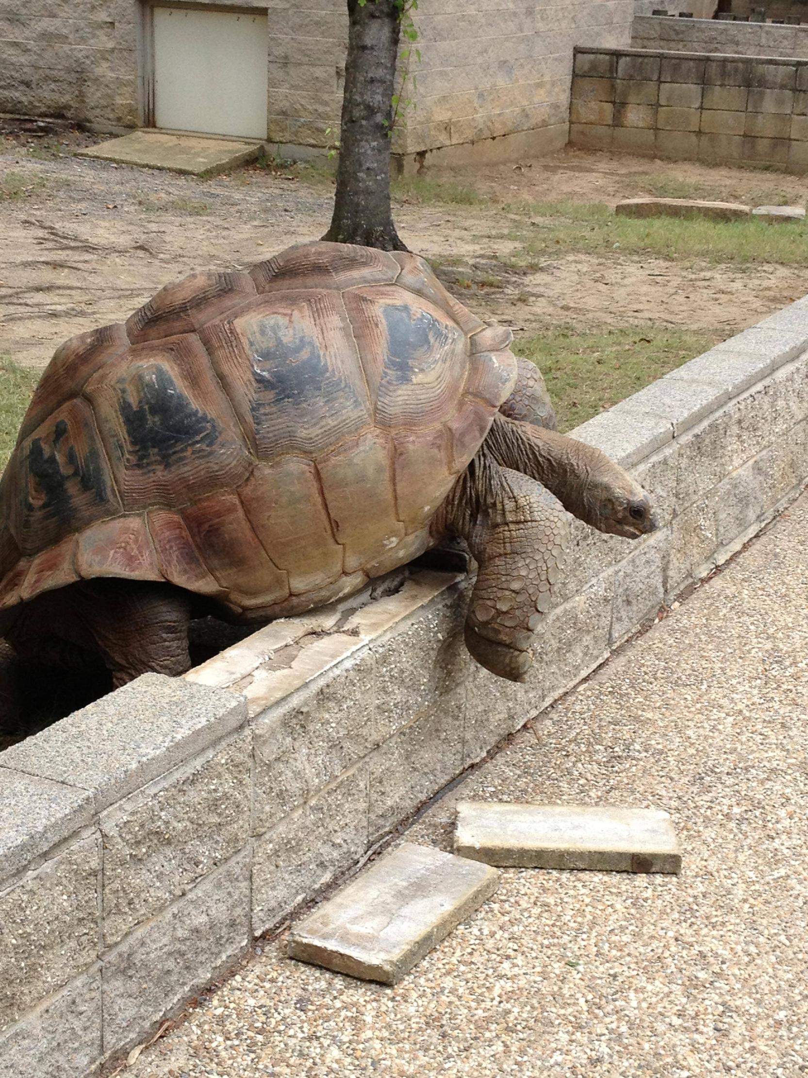 I work at a zoo, and today a 500lb tortoise tried to escape.