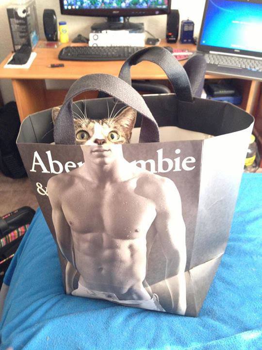 muscle kitty