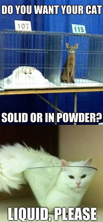 Cats in different states of matter