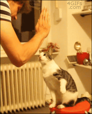 High five with my cat!